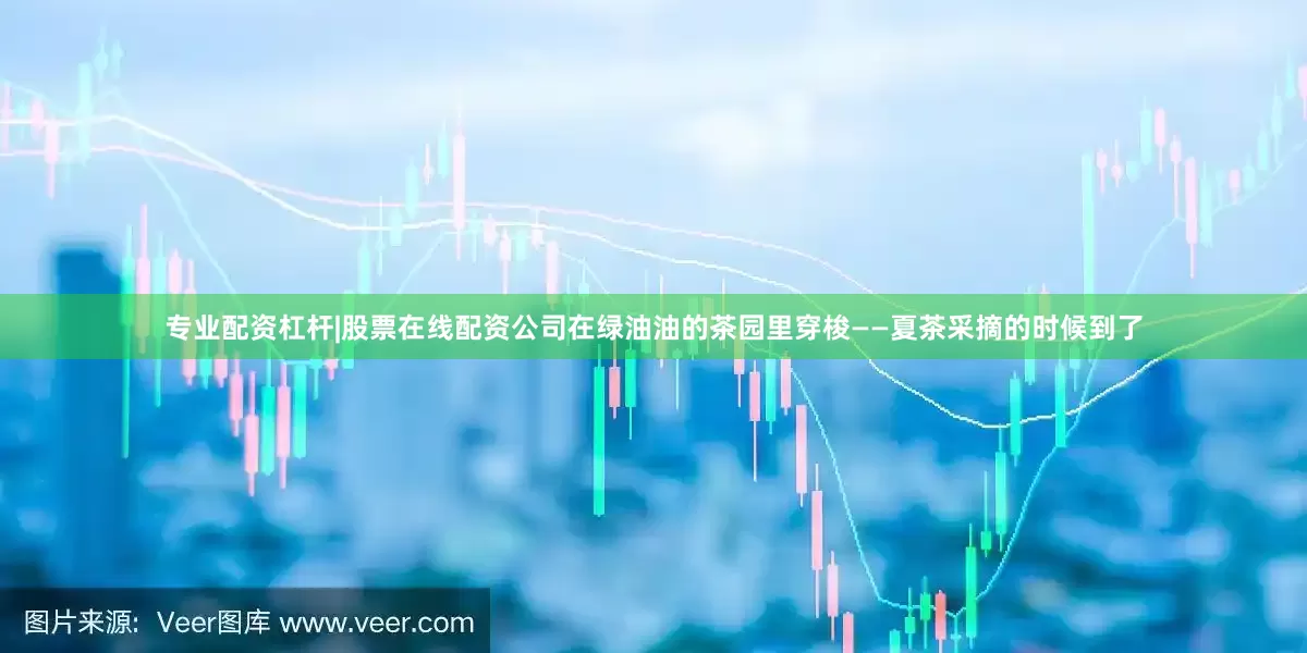 专业配资杠杆|股票在线配资公司在绿油油的茶园里穿梭——夏茶采摘的时候到了